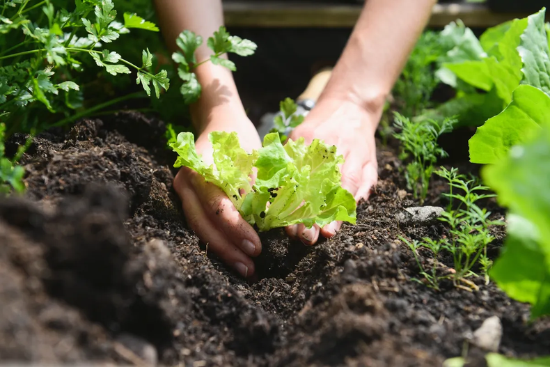 ¡Llegó mayo y es hora de cultivar tus propias verduras y hortalizas! (packedwithlove.net)..webp