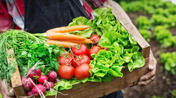 Huerta en primavera: ¿qué sembrar en setiembre?