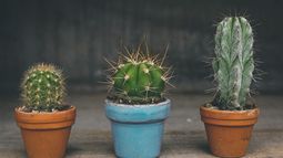 Qué significa regalar un cactus