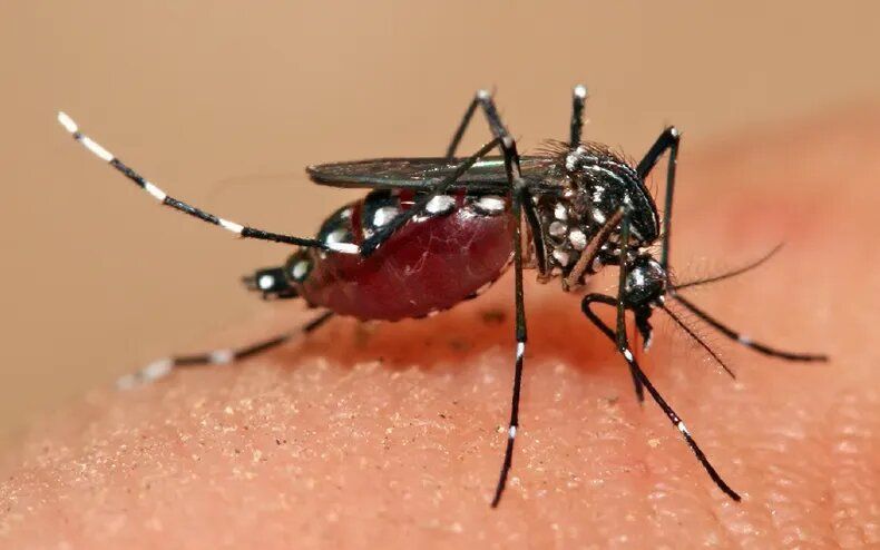 Crece la preocupación en toda la Provincia por el fuerte aumento en los casos de Dengue registrados. Pilar forma parte de los municipios en brote.