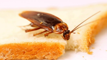 ¿que significa tener cucarachas en casa?