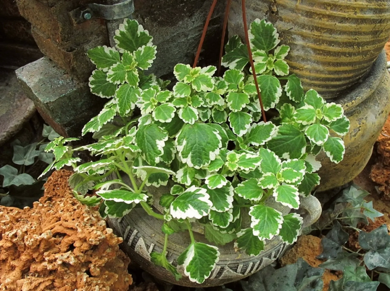 La planta aleja las malas energías y promueve un ambiente armonioso. (laverdadnoticias.com)..webp