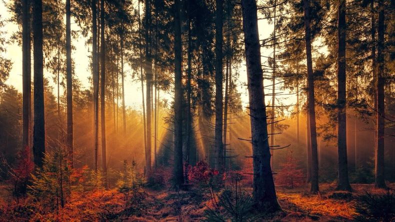 Se pierden por año13 millones de hectáreas de bosque. (Bit Rebels)..jpg