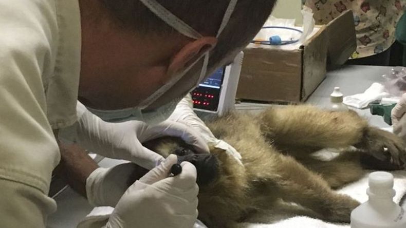 ASISTENCIA. La mona rescatada fue atendida por un equipo de especialistas..