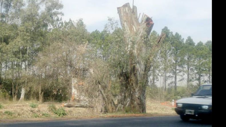 Así quedaron los árboles talados por Edenor. Prometió reponerlos..