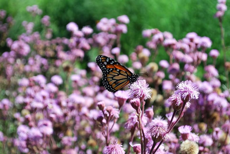 COLOR. Las mariposas y picaflores buscan las plantas nativas.