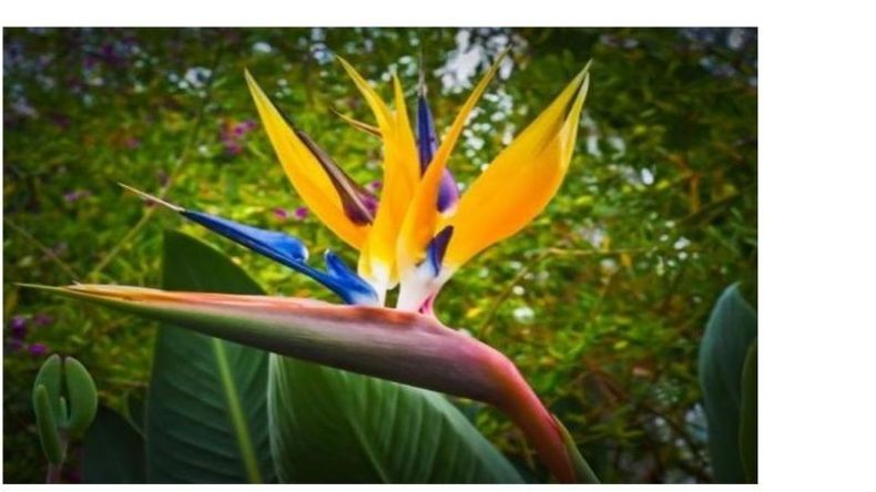 Ave del paraíso: Strelitzia.