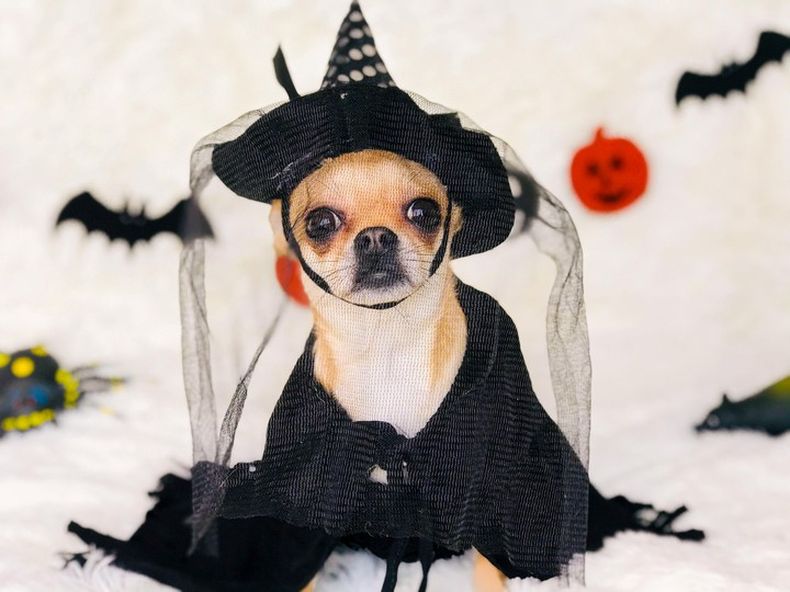 Hoy por hoy, se disfraza hasta las mascotas. (Pexels).