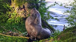 El animal apareció en las costas del Paraná de las Palmas. Foto: El Día de Escobar. El animal apareció en las costas del Paraná de las Palmas. Foto: El Día de Escobar.