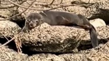 El lobo marino hallado el domingo en el Paraná de las Palmas.