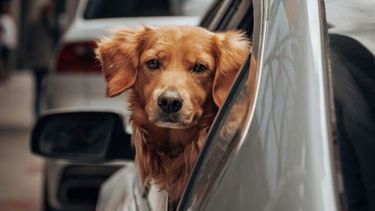 VERANO. En vacaciones crecen los abandonos de animales de compañía.&nbsp;