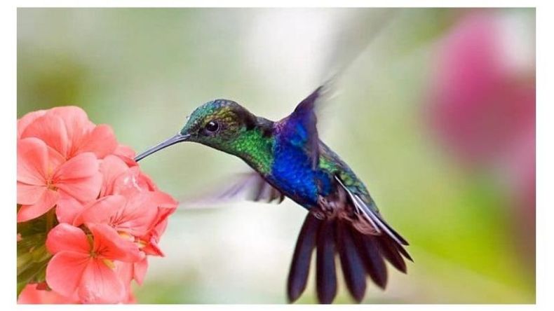 Los colibríes se alimentan del néctar de las flores. .