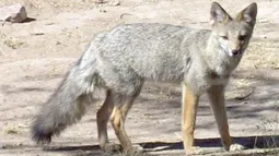 ZORRO GRIS. Especie que habita nuestra zona. Un ejemplar adulto pesa 4 kilos. ZORRO GRIS. Especie que habita nuestra zona. Un ejemplar adulto pesa 4 kilos.