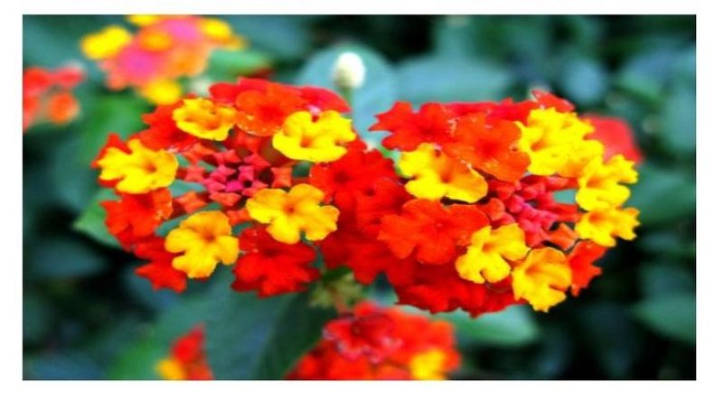 Lantana.