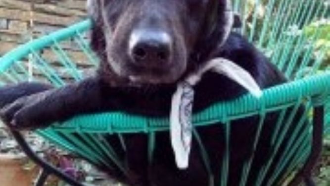 Pedro en adopción