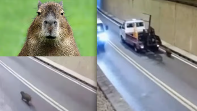 ¡Carpincho de paseo! Esta vez fue en el Túnel Subfluvial y debieron interrumpir el tránsito