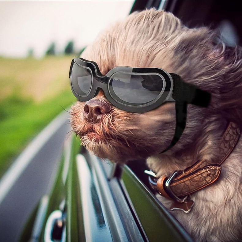 Lentes de sol para perros. (amazon.com.mx).