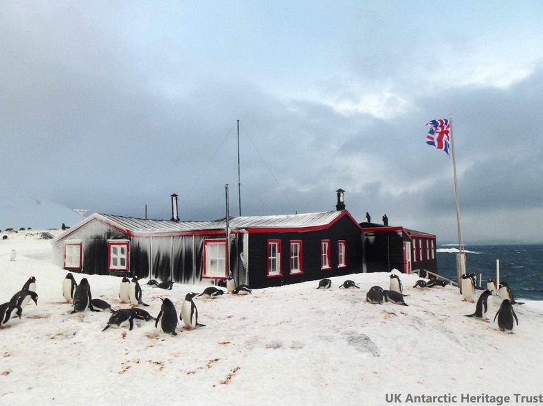 Buscan personas para contar pingüinos en la Antártida. (UKAHT).