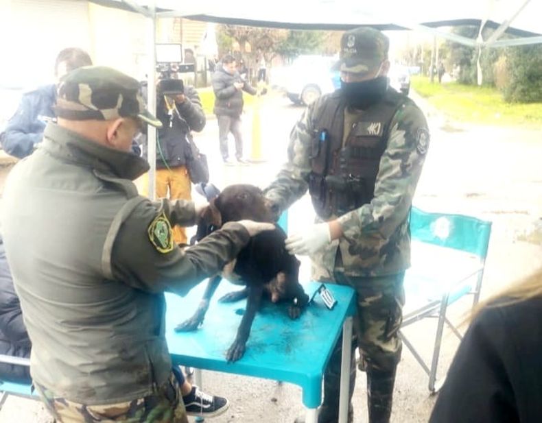 PERROS RESCATADOS (1).jpeg