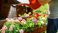 verano 2025: estas son las plantas que florecen al sol y resisten las altas temperaturas