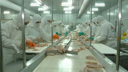 Crisis en la Granja Tres Arroyos con cerca de 225 suspensiones en La Lonja. Crisis en la Granja Tres Arroyos con cerca de 225 suspensiones en La Lonja.