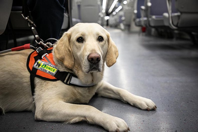 Héroes de cuatro patas. (diariosanitario.com)..jpg