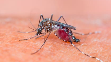 Según el último Boletín Epidemiológico del Ministerio de Salud bonaerense, continúa en baja los casos de dengue en la Provincia. Actualmente hay 62 fallecidos.