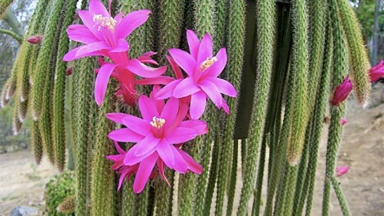 saltar Percibir al menos Aporocactus, un cactus con una flor durable