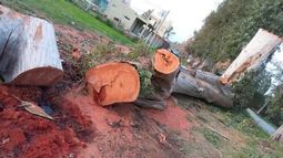 Quiero hacer público un reclamo que tenemos en el barrio Parque 1 de Villa Astolfi. Se está haciendo poda indiscriminada en espacios comunes. Sólo para hacer leña. El Municipio no nos escucha. Matías.