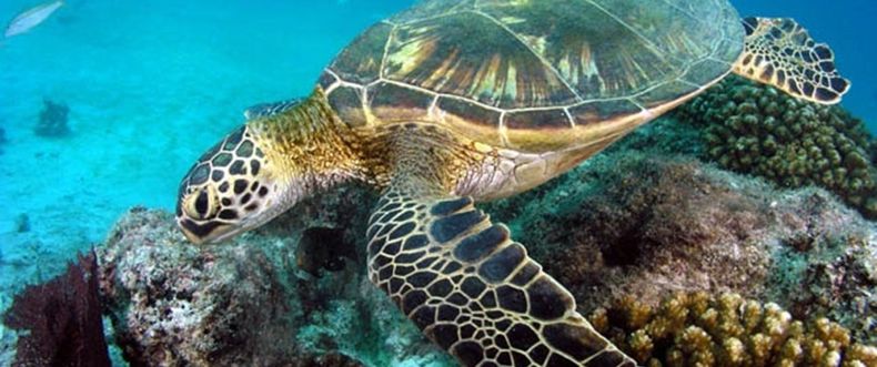 La ola de calor del océano representa una amenaza inmediata para algunas formas de vida marina. (conservation.org)..jpg