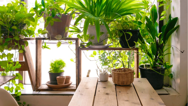 como cuidar tus plantas de interior en invierno