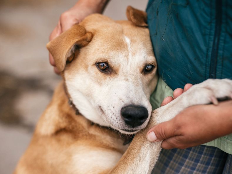 El “perro caramelo”, símbolo de adopción en América Latina. (Galveston).