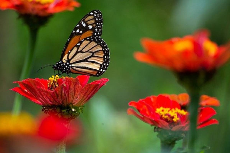 ¡Convertí tu jardín en un paraíso de mariposas!