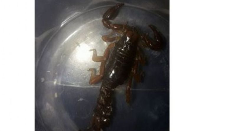 Alacrán encontrado hace dos días en Derqui..