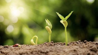 tres trucos para acelerar el crecimiento de nuestras plantas de huerta