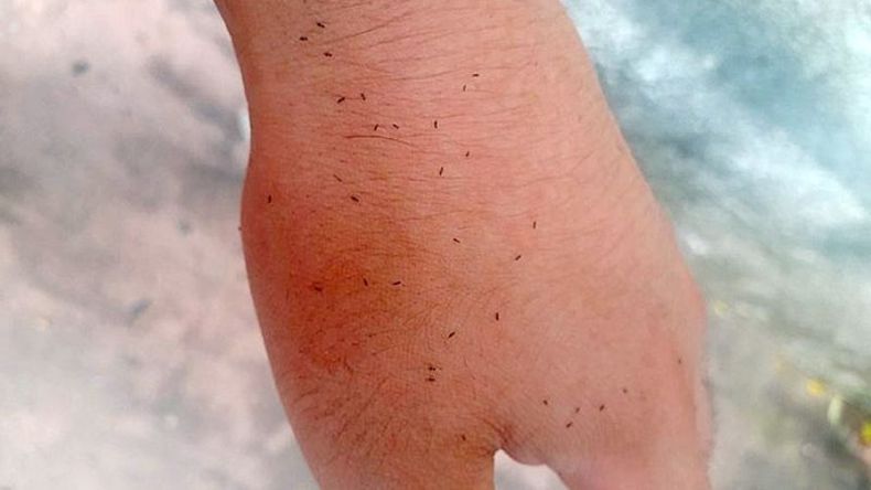 Alguien puede explicar qué carajo son estos bichitos y por qué una invasión? @Faacu_Miranda.