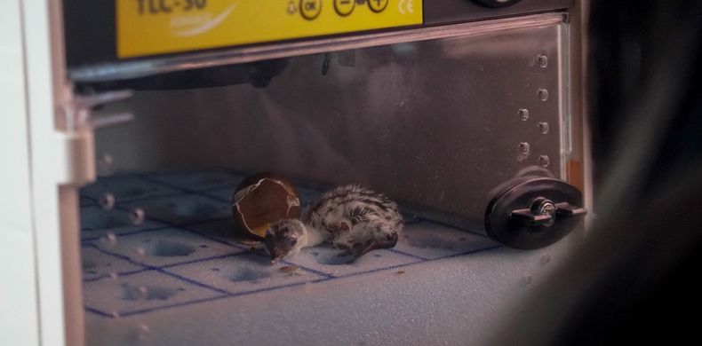 Recolectan los huevos y los incuban hasta la eclosión. (Aves Argentinas)..jpg