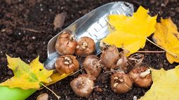 6 bulbos de otoño que florecen al llegar la primavera