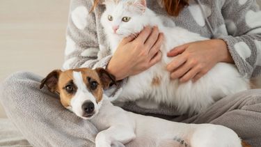 mascotas: pedido para que sean parte de la familia por ley