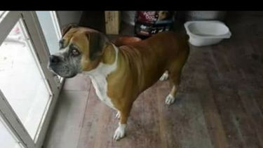 Boxer perdida