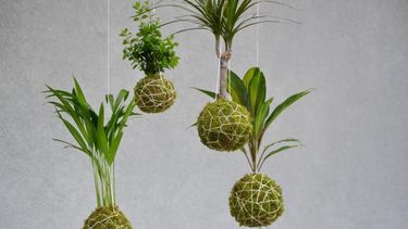 El taller de kokedama se realizará mañana en Pilará.