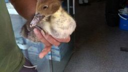 Rebelión en la granja: ahora apareció un pato en plena calle