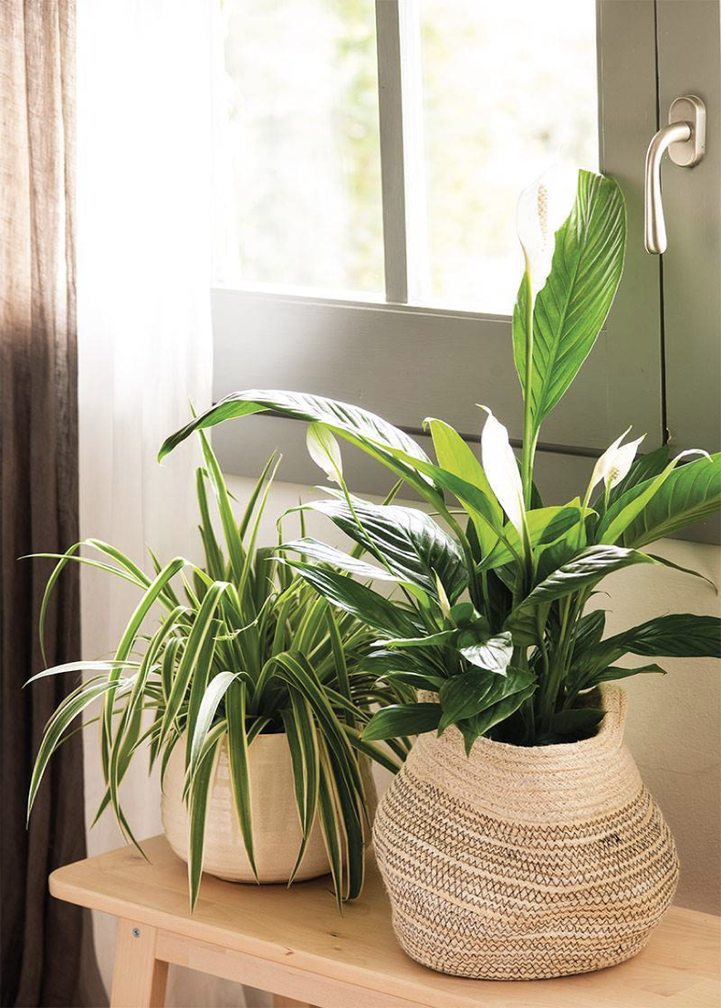 Plantas Perfectas Que Absorben El Calor Y Refrescan Tu Casa