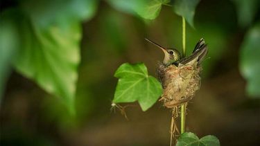 ¿que significa que un colibri haga su nido en tu jardin?