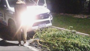 La planta de cannabis secuestrada supera los 3 metros de largo. La planta de cannabis secuestrada supera los 3 metros de largo.