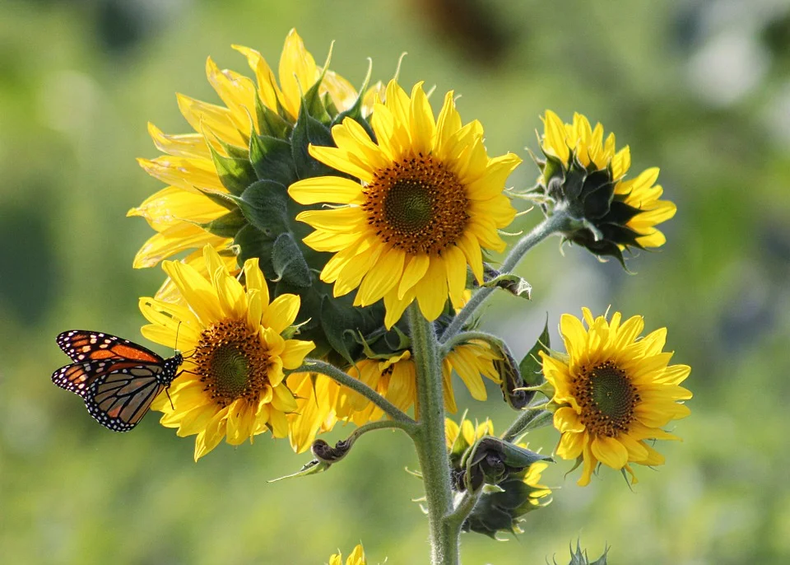 Girasoles. (lysaflores.com)..png