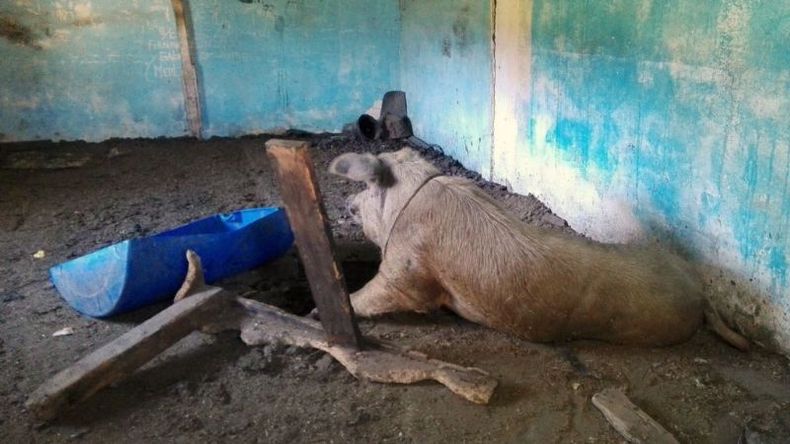 El chancho se recupera en un galpón de la exfábrica militar..
