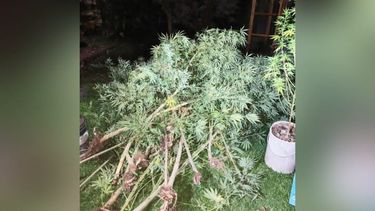 En el domicilio se hallaron 34 plantas de marihuana.&nbsp;