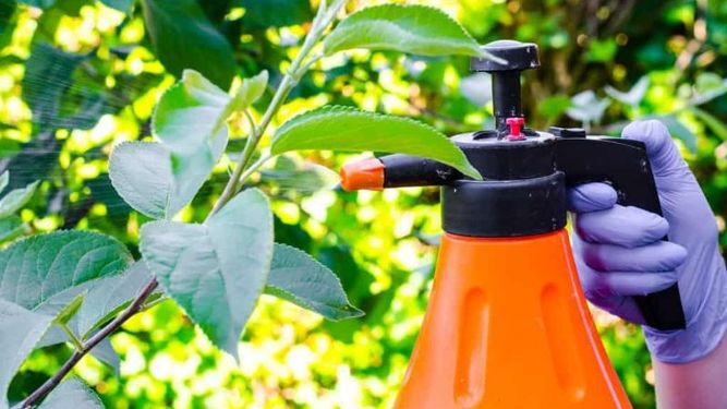 Los insecticidas caseros más efectivos para tu jardín