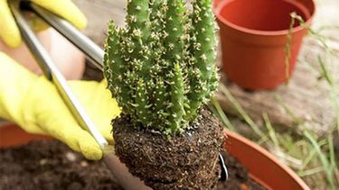 trasplantar un cactus